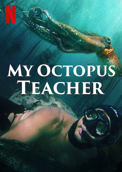 Creation Care Movie Group: My Octopus Teacher